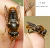 Merodon sp.